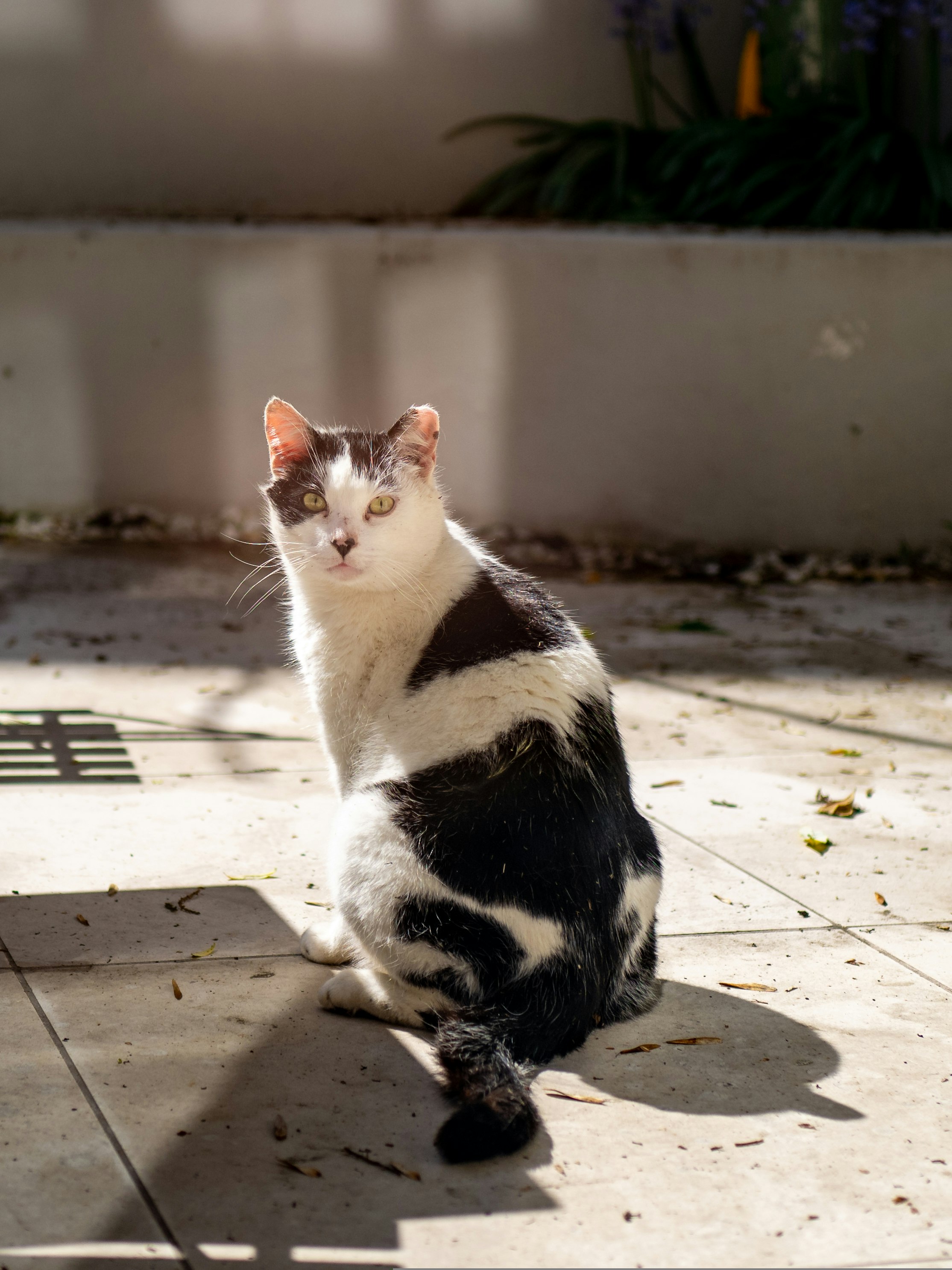 black and white cat sitting on concrete floor